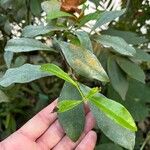 Brunfelsia nitida Folio