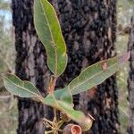 Corymbia gummifera 葉