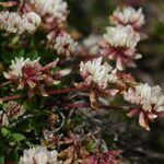 Trifolium pallescens 花