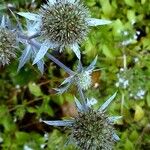 Eryngium planum Flower