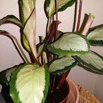 Calathea picturata Lehti