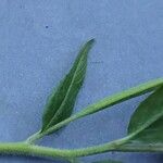 Epilobium ciliatum Leaf