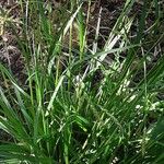 Carex sylvatica Blatt