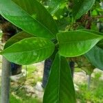 Tarenna odorata Leaf