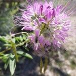 Cleome serrulata 花