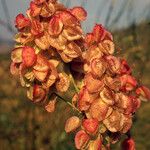 Rumex vesicarius Frucht