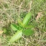 Verbena urticifolia Лист