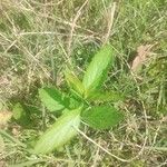 Verbena urticifolia Листок