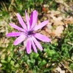 Anemone hortensisFlower