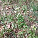 Erigeron annuusMáis