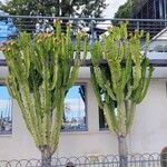 Euphorbia abyssinica Habit
