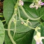 Phaseolus vulgaris Fruit