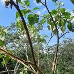 Solanum crinitum Alkat (teljes növény)