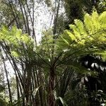 Thelypteris reticulata Хабит