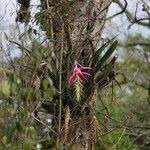 Billbergia zebrina অভ্যাস