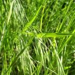 Bromus racemosus Liść