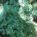 Erophaca baetica Likasa