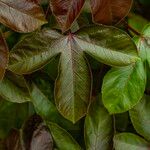 Jatropha gossypiifolia Leaf