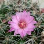 Mammillaria wrightii പുഷ്പം