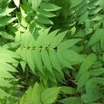 Sorbaria sorbifolia Лист