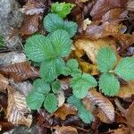 Potentilla sterilis Leaf