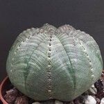 Euphorbia obesa Habit