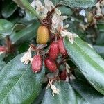 Elaeagnus × submacrophylla Fruto