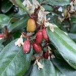 Elaeagnus × submacrophylla Frukto