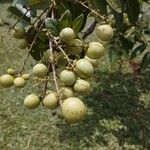 Dimocarpus longan Owoc