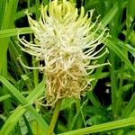 Phyteuma spicatum Flower