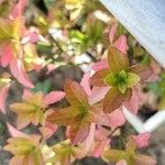 Abelia grandiflora Folha