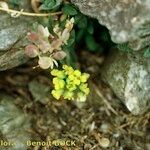 Alyssum cuneifolium Autre