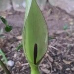 Arum italicum x Arum maculatum Hoja