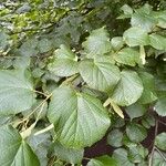 Tilia × europaea Blad