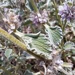 Marrubium supinum Likasa