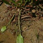 Ranunculus revelierei Leaf