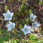 Lomatogonium carinthiacum Flower