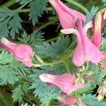 Dicentra formosa Blomma