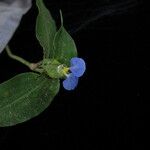 Commelina maculata Hábito