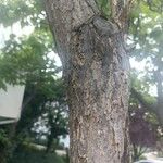 Catalpa bignonioides 樹皮