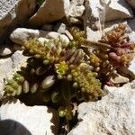 Sedum litoreum Habitus