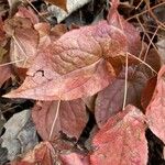 Epimedium alpinum Fuelha