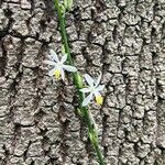 Chlorophytum nepalense Flower