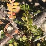 Bursera microphylla