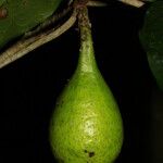 Ficus leiocarpa Frukt