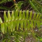 Nephrolepis abrupta Leaf