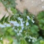 Limonium lobatum Кветка