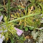 Malva alcea Cortiza