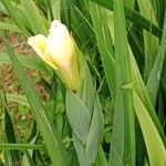 Iris orientalis Flower