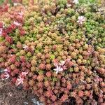 Sedum anglicum Квітка